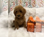 Small Photo #5 Goldendoodle (Miniature) Puppy For Sale in LAS VEGAS, NV, USA