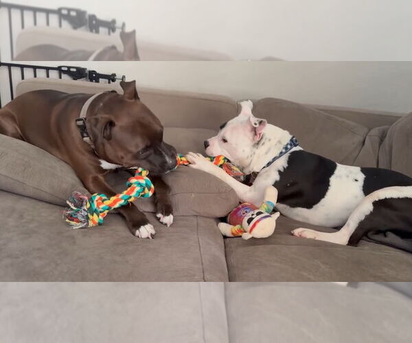 Medium Photo #8 American Pit Bull Terrier-Unknown Mix Puppy For Sale in Grafton, WI, USA