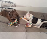 Small #7 American Pit Bull Terrier Mix