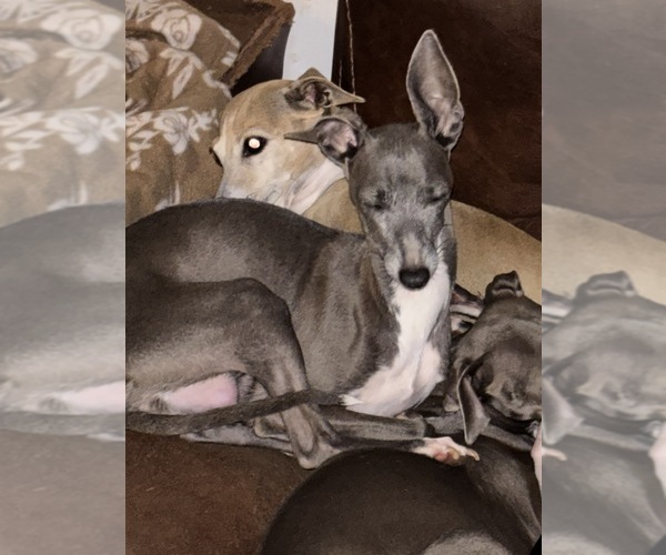Medium Photo #1 Italian Greyhound Puppy For Sale in STILLWATER, OK, USA