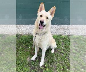 German Shepherd Dog Dogs for adoption in Naples, FL, USA