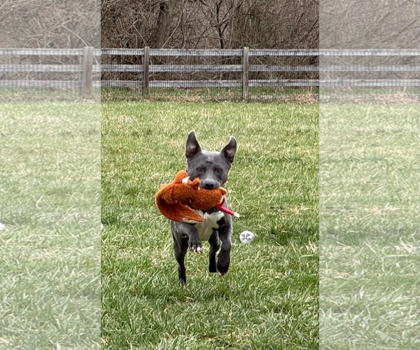 Medium Photo #10 American Pit Bull Terrier-Labrador Retriever Mix Puppy For Sale in Germantown, OH, USA