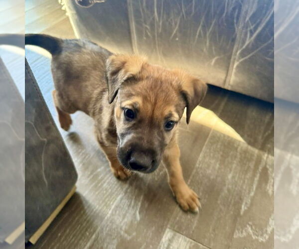 Medium Photo #4 Mutt Puppy For Sale in San Juan Capistrano, CA, USA