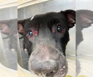 American Pit Bull Terrier-Unknown Mix Dogs for adoption in Conroe, TX, USA