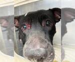 Small American Pit Bull Terrier Mix