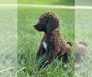 Poodle (Standard) Puppy for sale in MONROVIA, MD, USA