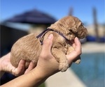 Small Photo #56 Goldendoodle Puppy For Sale in PHOENIX, AZ, USA