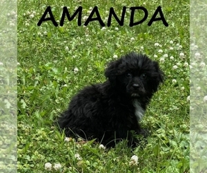 Shih-Poo Puppy for sale in HARTLAND, MN, USA