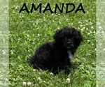 Small Shih-Poo