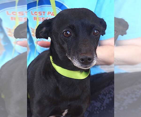 Medium Photo #3 Chihuahua Puppy For Sale in Carrollton, TX, USA