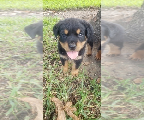 Medium Photo #5 Rottweiler Puppy For Sale in PASADENA, TX, USA