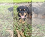 Small Photo #5 Rottweiler Puppy For Sale in PASADENA, TX, USA