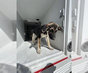 German Shepherd Dog Dogs for adoption in Houston, TX, USA