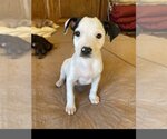 Small Photo #1 Boxador Puppy For Sale in Denton, TX, USA