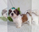 Small #5 Shih Tzu