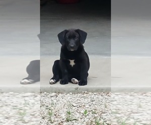 Labrador Retriever-Unknown Mix Dog for Adoption in TROY, Missouri USA