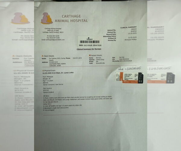 Medium Photo #4 Mutt Puppy For Sale in Canton, CT, USA