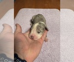 Small #7 Great Dane