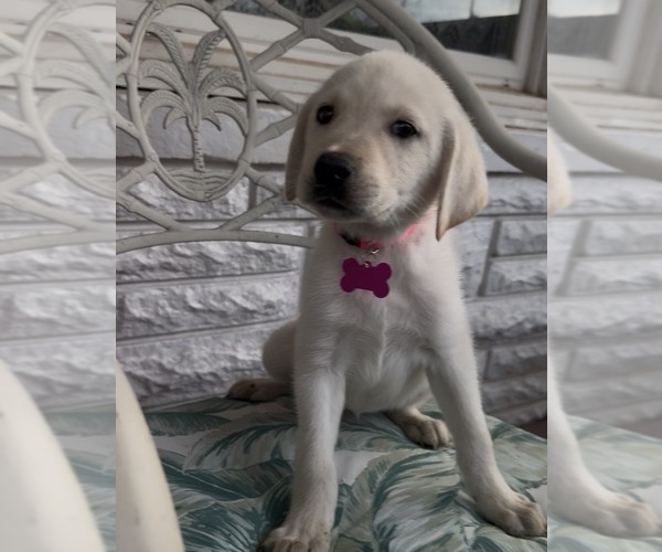 Medium Photo #5 Labrador Retriever Puppy For Sale in SPRINGFIELD, MO, USA