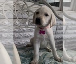 Small #4 Labrador Retriever