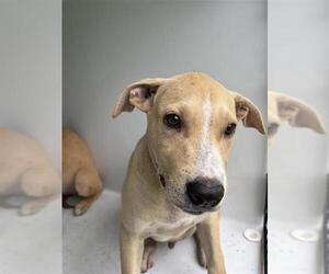 Black Mouth Cur-Unknown Mix Dogs for adoption in Houston, TX, USA