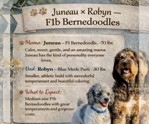 Medium Photo #1 Bernedoodle Puppy For Sale in CENTURIA, WI, USA