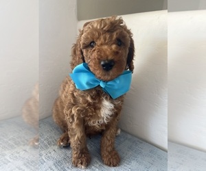 Goldendoodle (Miniature) Puppy for sale in PEORIA, AZ, USA