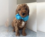 Small Goldendoodle (Miniature)