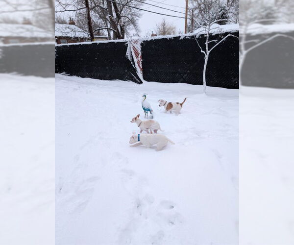 Medium Photo #5 Mutt Puppy For Sale in Sandy, UT, USA