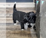 Small #5 Zuchon