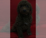 Small Photo #3 Poodle (Miniature) Puppy For Sale in PATERSON, NJ, USA
