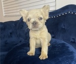 Small Photo #10 French Bulldog Puppy For Sale in PITTSBURGH, PA, USA