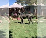 Small Photo #3 Great Dane Puppy For Sale in SIERRA VISTA, AZ, USA