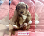 Small #13 Goldendoodle (Miniature)