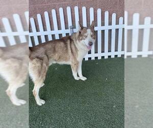 Siberian Husky Dogs for adoption in Modesto, CA, USA