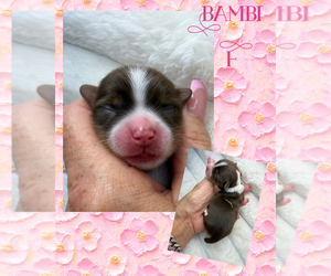 Yorkshire Terrier Puppy for sale in DAVENPORT, FL, USA