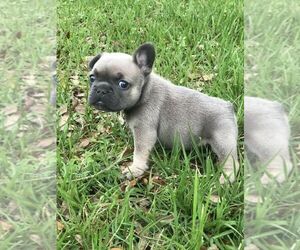 American French Bull Terrier Puppy for sale in RUSSELL, MA, USA