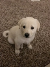 Golden Pyrenees Puppy for sale in CARROLLTON, TX, USA