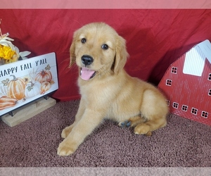 Golden Retriever Puppy for Sale in BLACK FOREST, Colorado USA