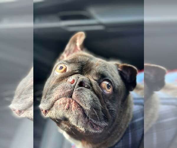 Medium Photo #7 French Bulldog Puppy For Sale in St. Louis Park, MN, USA