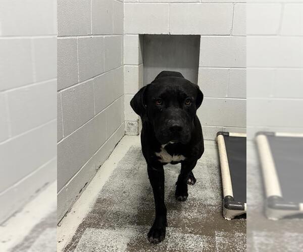 Medium Photo #1 Staffordshire Bull Terrier-Unknown Mix Puppy For Sale in Rosenberg, TX, USA