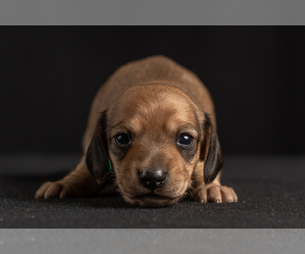 Medium Photo #42 Dachshund Puppy For Sale in CROWLEY, TX, USA