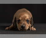 Small Photo #42 Dachshund Puppy For Sale in CROWLEY, TX, USA