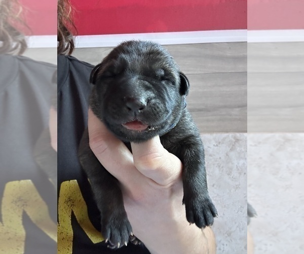 Medium Photo #5 German Shepherd Dog Puppy For Sale in LAKE ELSINORE, CA, USA