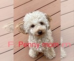 Small Photo #1 Cavapoo (Miniature) Puppy For Sale in WAUSEON, OH, USA
