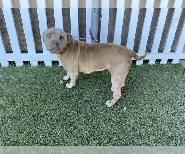 Medium Photo #1 American Pit Bull Terrier-Unknown Mix Puppy For Sale in Modesto, CA, USA