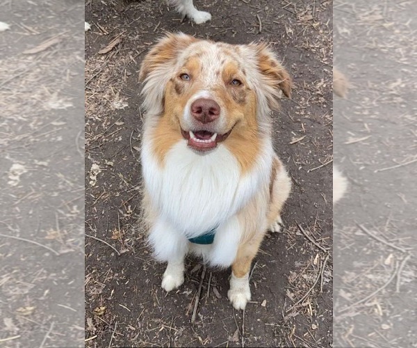 Medium Photo #3 Australian Shepherd Puppy For Sale in Oro Medonte, Ontario, Canada