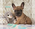 Small Photo #2 French Bulldog Puppy For Sale in OTTAWA LAKE, MI, USA
