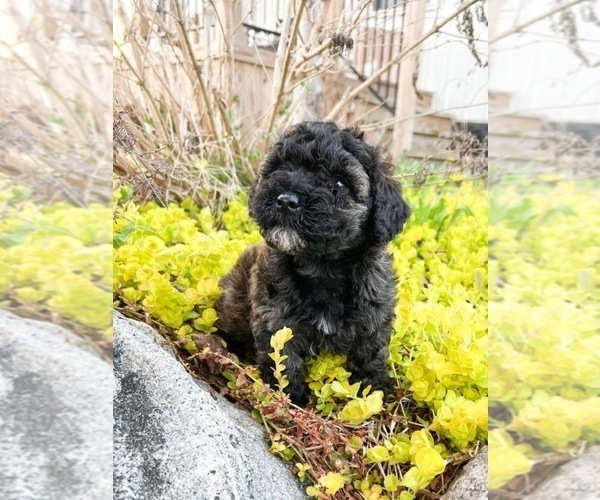Medium Photo #6 Poovanese Puppy For Sale in CAPAC, MI, USA
