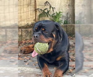 Rottweiler-Unknown Mix Dogs for adoption in Decatur, GA, USA